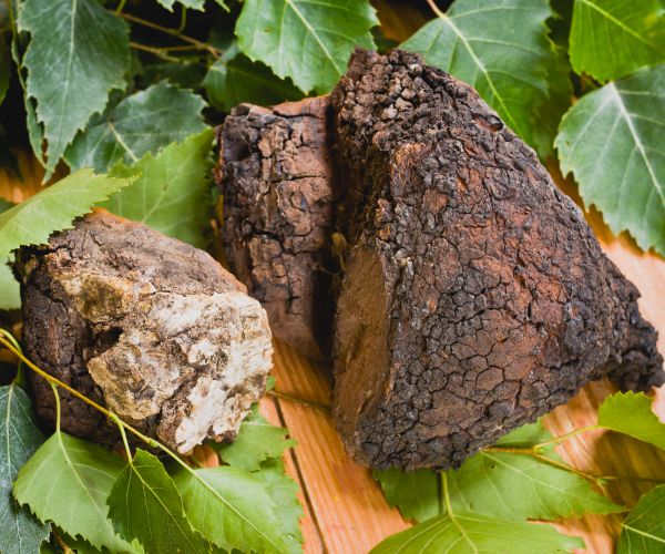 Chaga